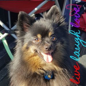 Meet your Posher, Robin